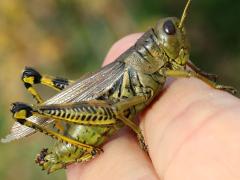 (Differential Grasshopper) female