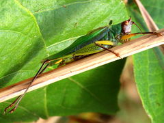 (Black-legged Meadow Katydid) male stridulating