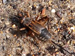 (Striped Ground Cricket) female dorsal