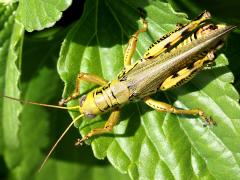 (Differential Grasshopper) male dorsal