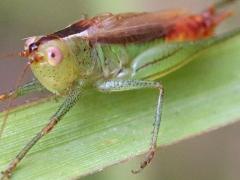 (Short-winged Meadow Katydid) male