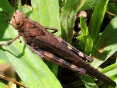 (Autumn Yellow-winged Grasshopper) dorsal