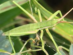 (Ornate Predatory Katydid) dorsal