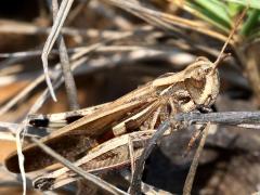 (Slender Green-winged Grasshopper) profile