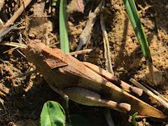 (Oedipoda Bandwing Grasshopper) dorsal