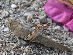 (Egyptian Bird Grasshopper) lateral