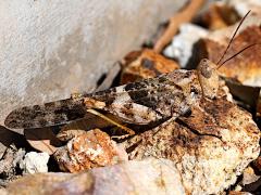 (Pallid-winged Grasshopper) male