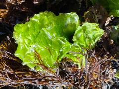 (Ulva Sea Lettuce) plant