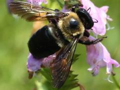 (False Dragonhead) Eastern Carpenter Bee on False Dragonhead