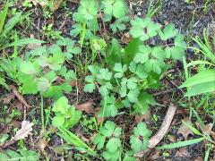 (Wild Columbine)