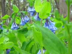 (Virginia Bluebells)