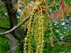 (Pin Oak) catkins