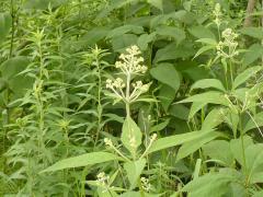 (Purple Joe Pye Weed)