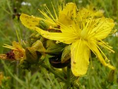 (St. John's Wort)