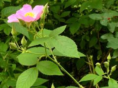 (Illinois Rose) peduncle