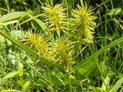 (Long-scaled Nut Sedge)