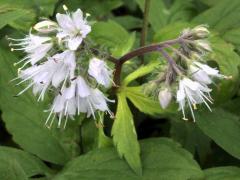 (Virginia Waterleaf)