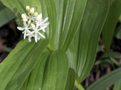 (Starry Solomon's Seal)