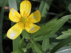 (Hispid Buttercup)