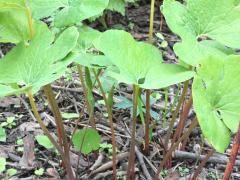 (Bloodroot)