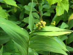 (Starry Solomon's Seal) fruit