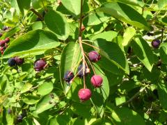 (Juneberry)