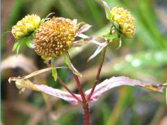 (Nodding Bur Marigold)