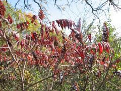 (Smooth Sumac)