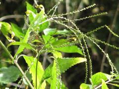 (Stinging Nettle)