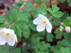 (False Rue Anemone)