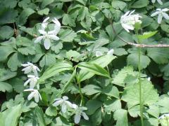 (Wood Anemone)