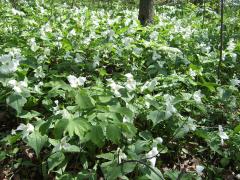 (Large White Trillium) colony