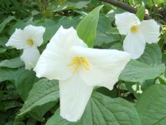 (Large White Trillium)