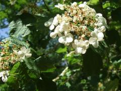 (European Highbush Cranberry)