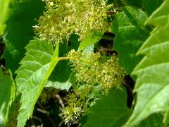 (Riverbank Grape) flowers