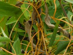 (Common Dodder)