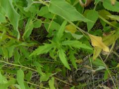 (Common Water Horehound)