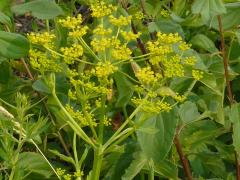 (Wild Parsnip) inflorescence