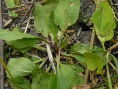 (Blackseed Plantain)