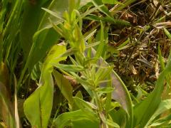 (Common Mountain Mint)