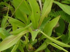 (Early Goldenrod)