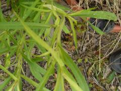 (Hairy Aster)