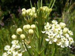 (Whorled Milkweed)