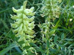 (Canadian Milk Vetch)