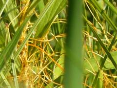 (Common Dodder)