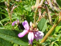 (Showy Tick Trefoil)