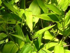 (Broad-Leaved Panic Grass)