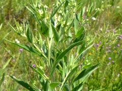 (Tall Boneset)