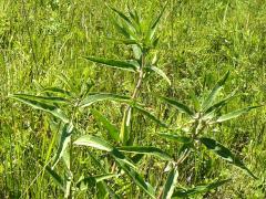 (Prairie Sunflower)