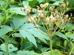 (Common Cowparsnip) fruit